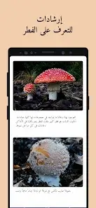 تحميل تطبيق Picture Mushroom مهكر Apk للاندرويد 2026 أخر إصدار مجانا تحميل تطبيق Picture Mushroom مهكر Apk للاندرويد 2026 أخر إصدار مجانا
