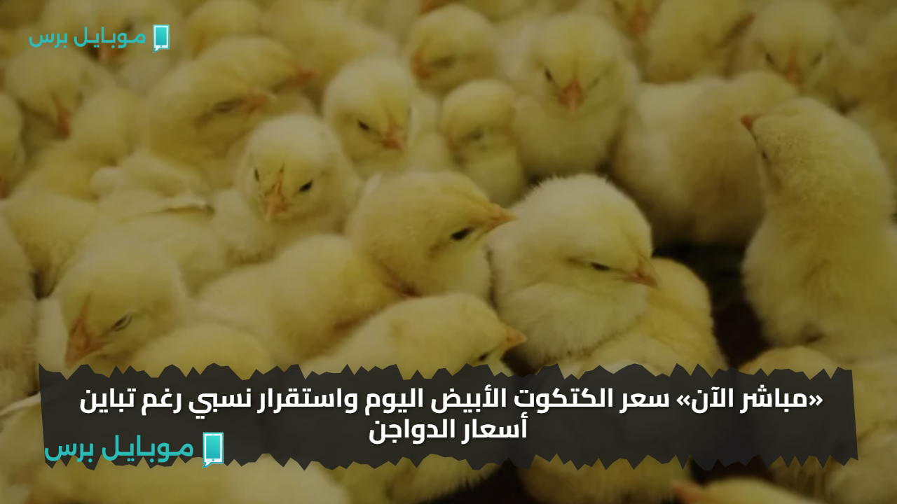 «مباشر الآن» سعر الكتكوت الأبيض اليوم 22 يوليو 2025 واستقرار نسبي رغم تباين أسعار الدواجن