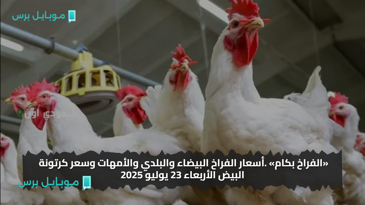 «الفراخ بكام» أسعار الفراخ البيضاء والبلدي والأمهات وسعر كرتونة البيض الأربعاء 23 يوليو 2025