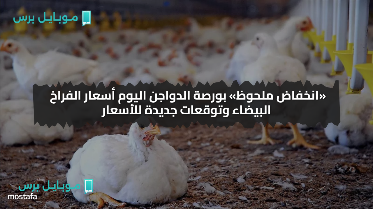 «انخفاض ملحوظ» بورصة الدواجن اليوم أسعار الفراخ البيضاء وتوقعات جديدة للأسعار
