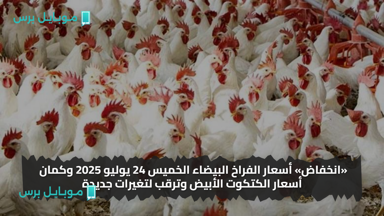 «انخفاض» أسعار الفراخ البيضاء الخميس 24 يوليو 2025 وكمان أسعار الكتكوت الأبيض وترقب لتغيرات جديدة