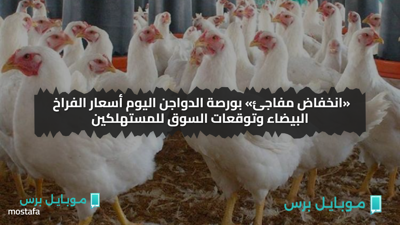 «انخفاض مفاجئ» بورصة الدواجن اليوم أسعار الفراخ البيضاء وتوقعات السوق للمستهلكين