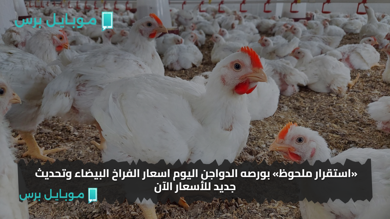 «استقرار ملحوظ» بورصه الدواجن اليوم اسعار الفراخ البيضاء اليوم الاثنين وتحديث جديد للأسعار الآن
