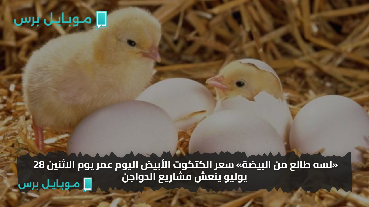 «لسه طالع من البيضة» سعر الكتكوت الأبيض اليوم عمر يوم الاثنين 28 يوليو ينعش مشاريع الدواجن