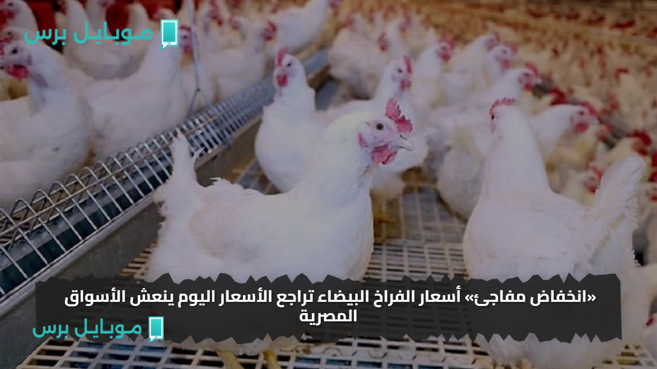 «انخفاض مفاجئ» أسعار الفراخ البيضاء تراجع الأسعار اليوم ينعش الأسواق المصرية