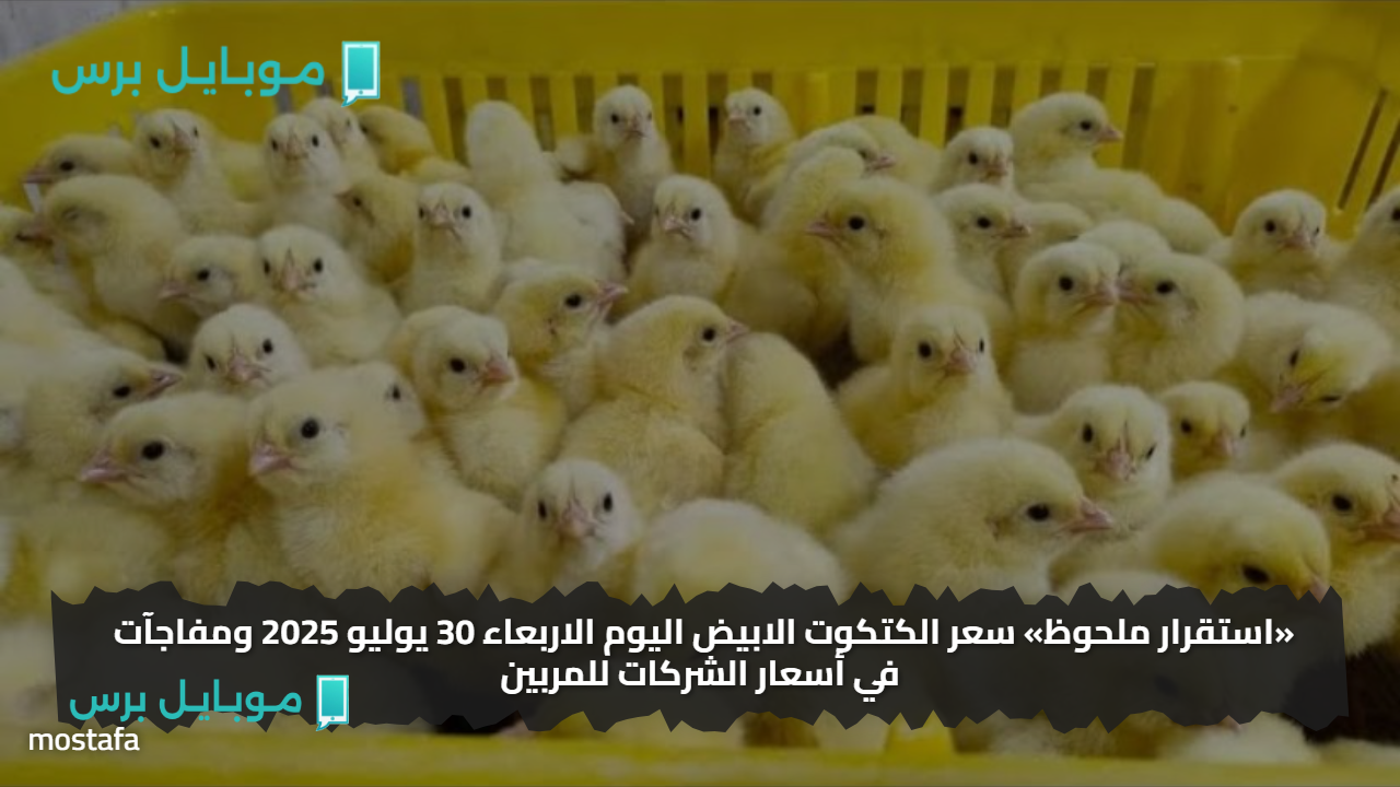 «استقرار ملحوظ» سعر الكتكوت الابيض اليوم الاربعاء 30 يوليو 2025 ومفاجآت في أسعار الشركات للمربين