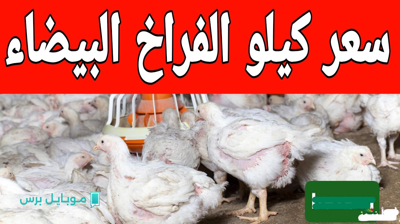 “فـرخة السوق بكـام!!” بورصة الدواجن اليوم أسعار الفراخ البيضاء اليوم الخميس 17/7/2025.. بكام اسعار الدواجن النهارده