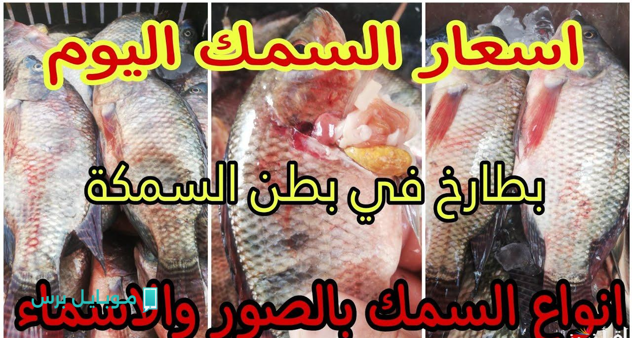 “اتجنن هـو كمــان” سعر السمك اليوم في الأسواق.. تعرف على أسعار البلطي والبوري والمكرونة لحظة بلحظة