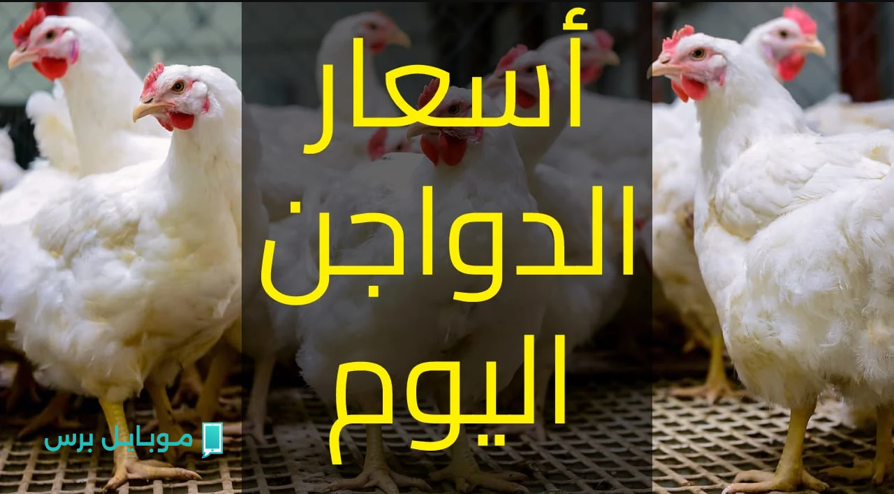 “خــزني النهاردة” أسعار الفراخ اليوم الأحد 27 يوليو 2025.. تحديث مباشر من بورصة الدواجن وأسواق المستهلك