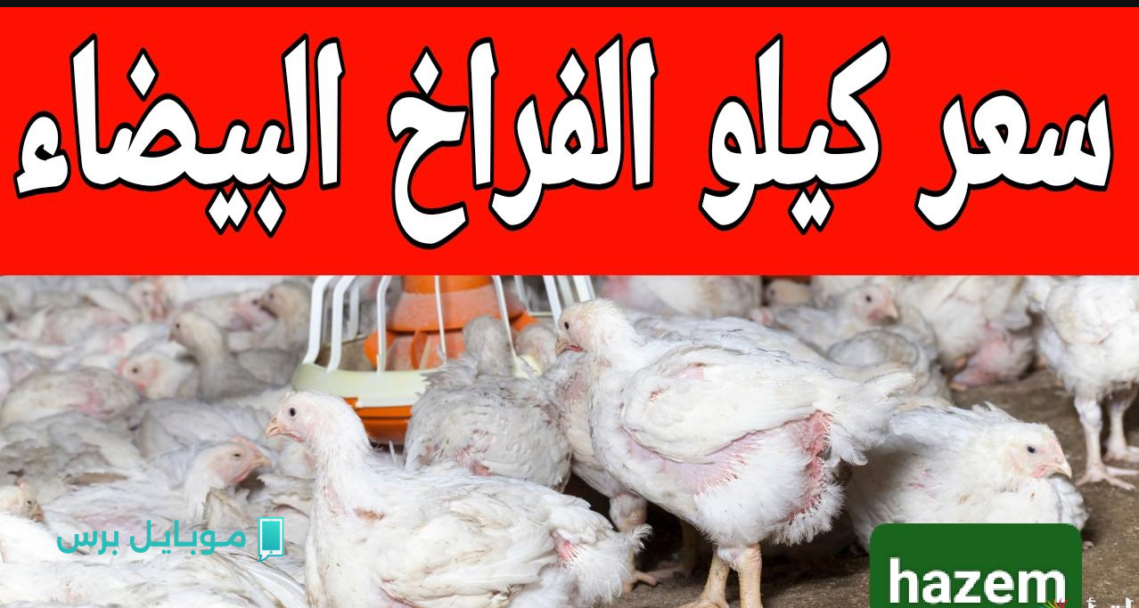 تحديث لحظي.. تراجع كبير في سعر الكتكوت الابيض اليوم 27 يوليو 2025.. اسعار الفراخ البيضاء في السوق النهاردة كــام