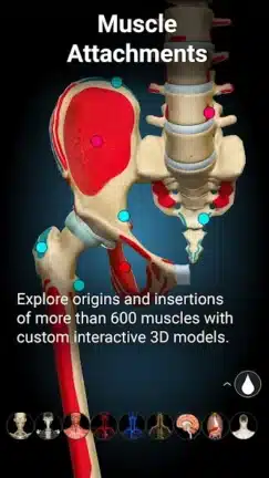 تحميل تطبيق Anatomy Learning مهكر Apk للاندرويد 2026 أخر إصدار مجانا تحميل تطبيق Anatomy Learning مهكر Apk للاندرويد 2026 أخر إصدار مجانا