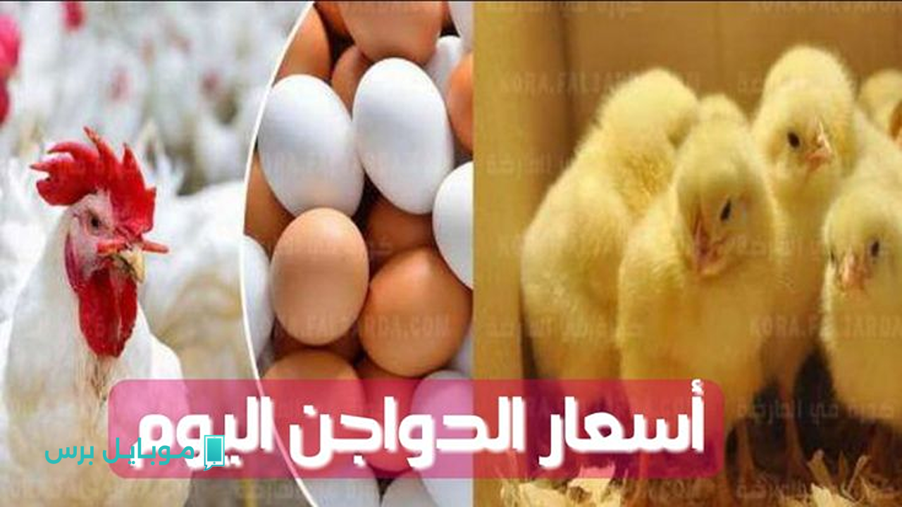 آخر الأخبار: سعر الكتكوت الأبيض في الأسواق المصرية اليوم الخميس 24 يوليو 2025!