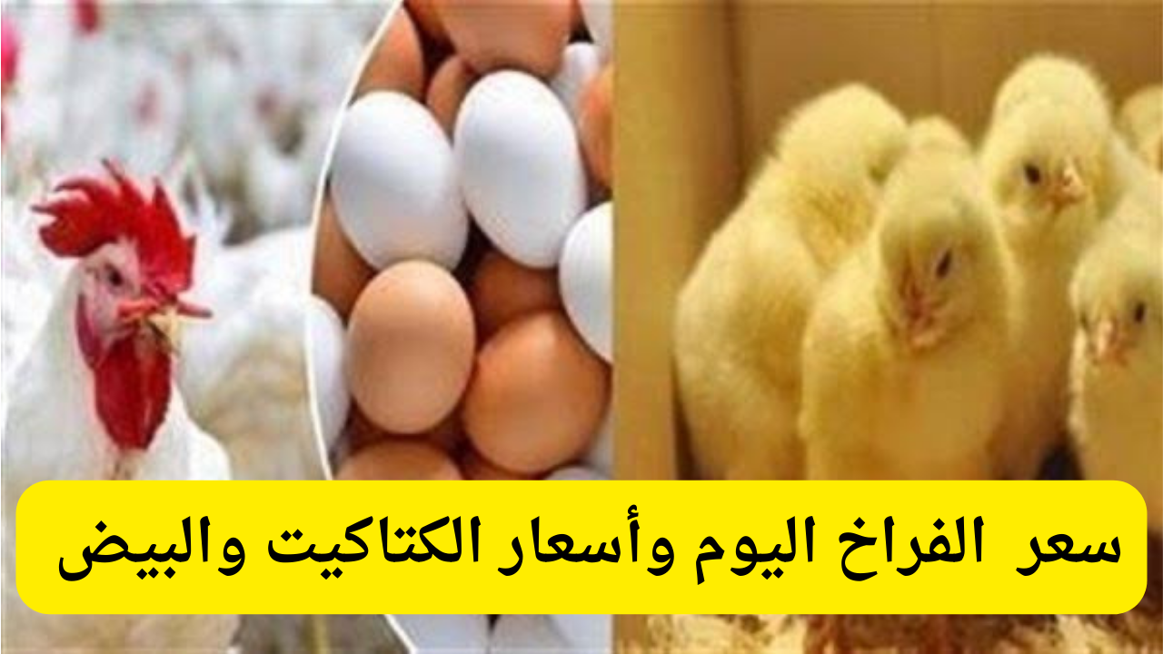 « بورصة الدواجن» ارتفاع قياسي في سعر الفراخ البيضاء والبلدي اليوم الاربعاء 16 يوليو 2025