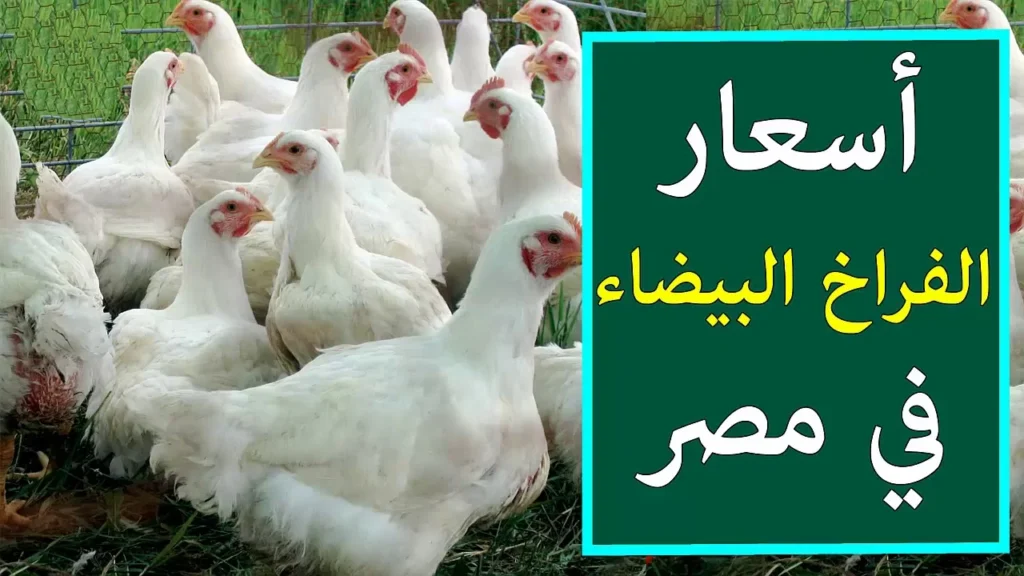أسعار الدواجن البيضاء والساسو وكرتونات البيض الأبيض والأحمر بتاريخ الثلاثاء 8 يوليو 2025
