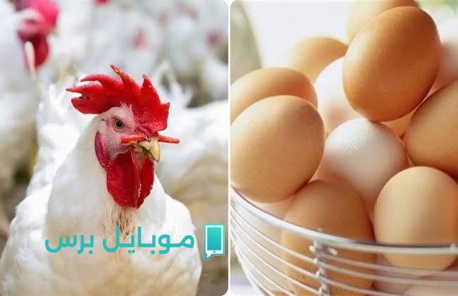 أسعار الفراخ البيضاء النهاردة 24/7/2025 .. فرصة لا تعوض قبل ما تفاجأ!
