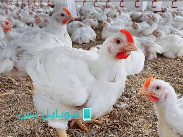 «أسعار الفراخ البيضاء النهاردة: المفاجآت في الأسواق المصرية! تعرفي على الأسعار الجديدة الجمعة 25 يوليو 2025»