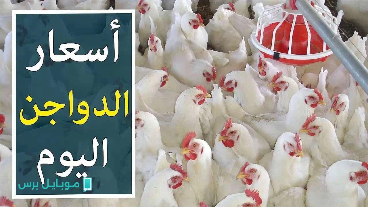“انهــار علي الاخر” بورصة الدواجن اليوم أسعار الفراخ البيضاء تواصل التغيير.. إليك السعر الآن والعوامل المؤثرة