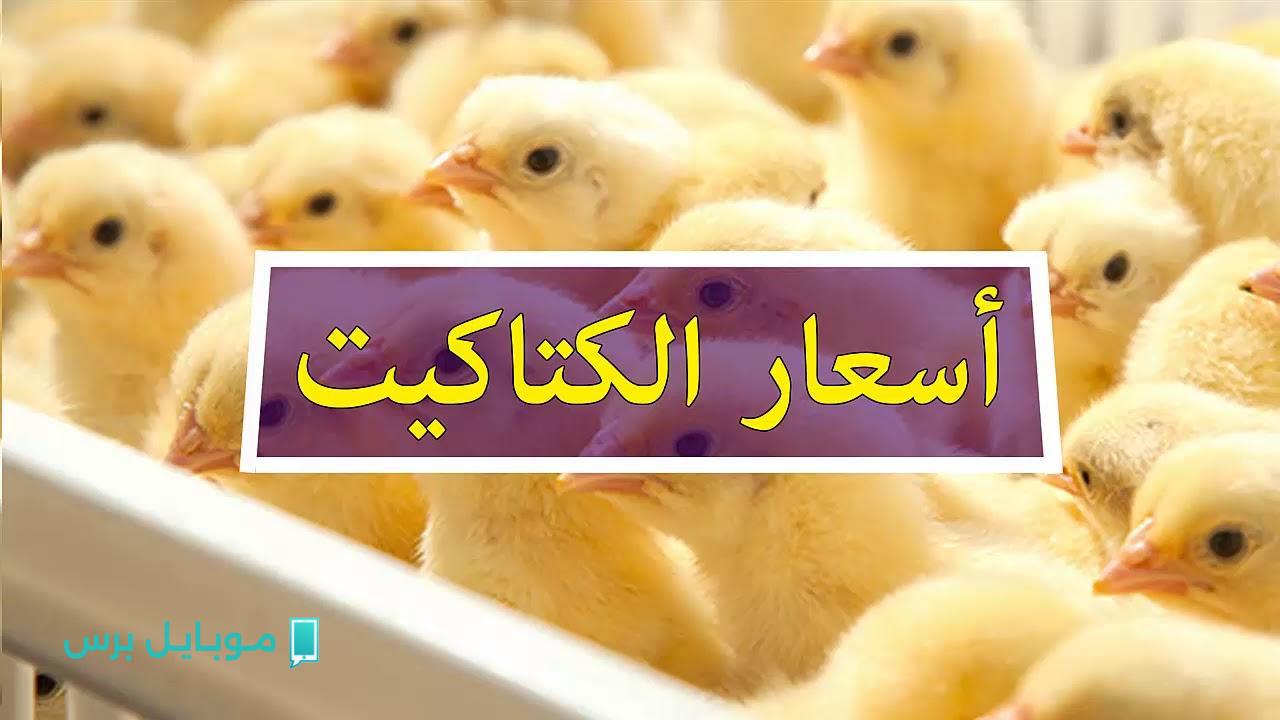 اتجنن خــالص.. سعر الكتكوت الأبيض اليوم 27/7/2025.. الان بورصة الدواجن اليوم أسعار الفراخ البيضاء