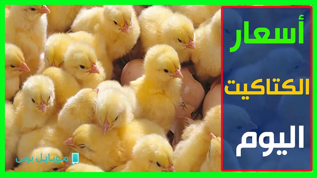 أسعار الكتاكيت في مصر اليوم: تحديث شامل لأسعار الكتكوت الأبيض والبلدي والساسو بتاريخ 24 يوليو 2025!