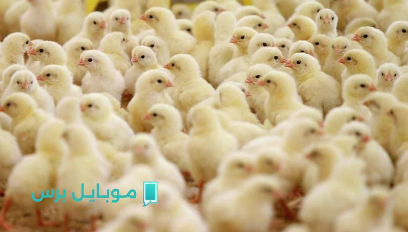 انخفاض غير متوقع في أسعار الكتكوت الأبيض اليوم الأربعاء 16/7/2025 في الأسواق المحلية