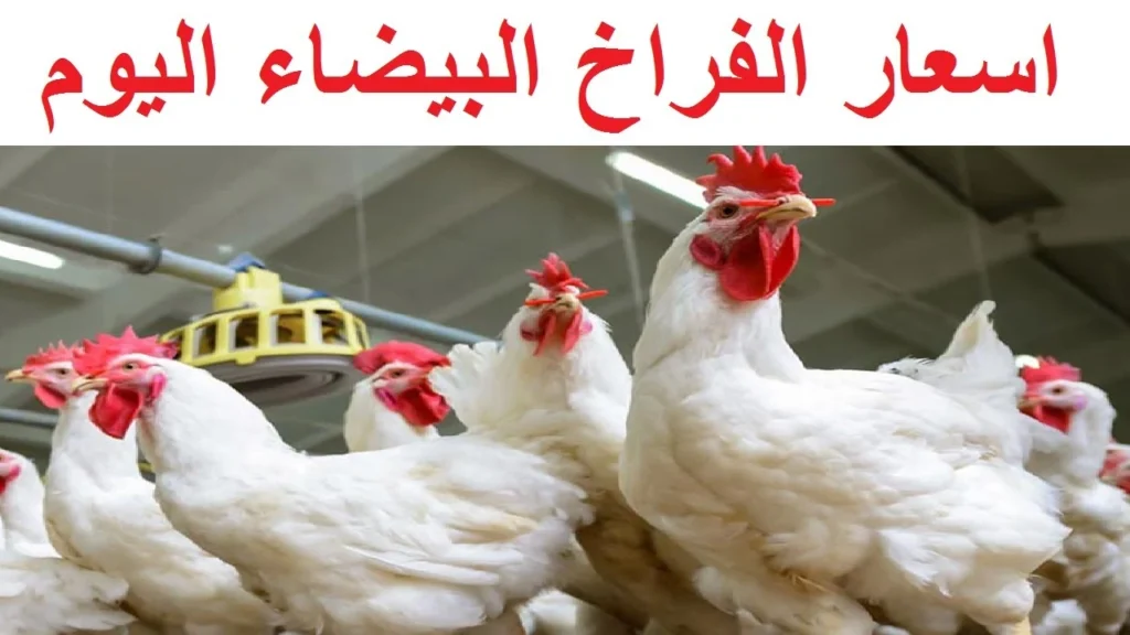 تحديث صادم: ارتفاع جديد في أسعار الفراخ البيضاء والساسو والأمهات اليوم الأحد 6 يوليو 2025! تعرف على التفاصيل في المحلات.
