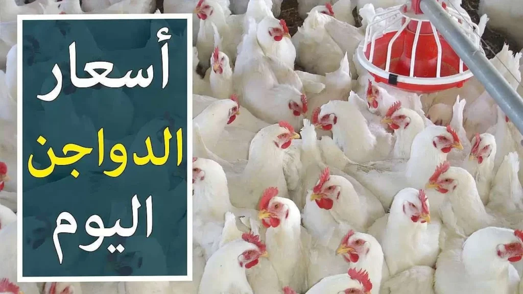 تحديثات أسعار الدواجن البيضاء والساسو والأمهات والبلدي للمستهلكين والتجار اليوم الخميس 10 يوليو بعد الانخفاض الأخير