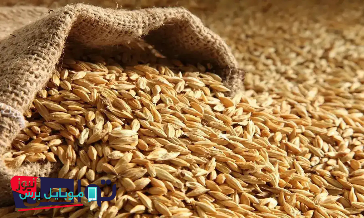صعود مفاجئ في أسعار الأرز الشعير: تعرف على سعر الطن اليوم الجمعة 25 يوليو 2025!