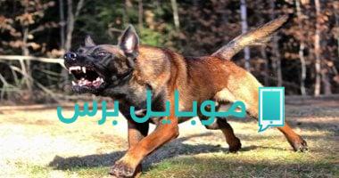 عواقب إصابة الأطفال نتيجة عقر الكلاب في مدينة الشيخ زايد