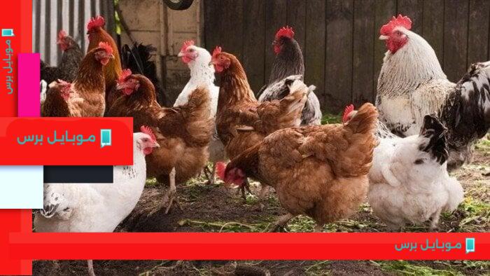 أسعار الدواجن والبيض اليوم الخميس 7 أغسطس 2025: مفاجآت قد تغير السوق!