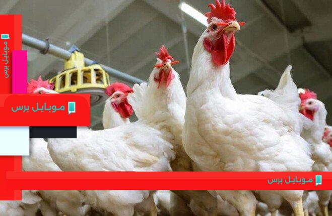 أسعار الدواجن والبيض في الأسواق المصرية اليوم الثلاثاء 5 أغسطس 2025: تحديثات حية وآخر المستجدات