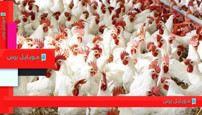 أسعار الفراخ اليوم: الكبد والقوانص تصل إلى 135 جنيهًا الجمعة 8 أغسطس 2025