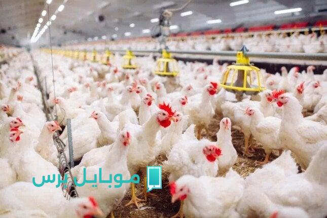 أسعار الفراخ والبيض في بورصة الدواجن اليوم الجمعة 1 أغسطس 2025: أحدث التطورات والفرص والتحديات