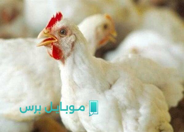 سعر كيلو الفراخ البيضاء والبلدي اليوم الخميس 31 يوليو 2025: استقرار الأسعار مع وصول البانيه إلى 200 جنيه