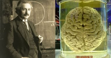 تقنية مبتكرة لتحليل تفكير أينشتاين من خلال دماغه المحفوظ