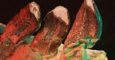 خدوش الأسنان المجهرية: مفتاح لفهم أسرار الديناصورات ذات الأعناق الطويلة